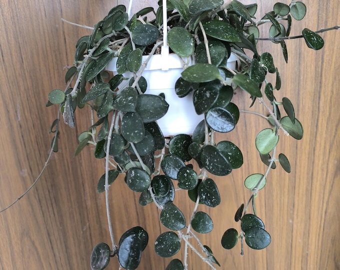 Hoya Mathilde Splash