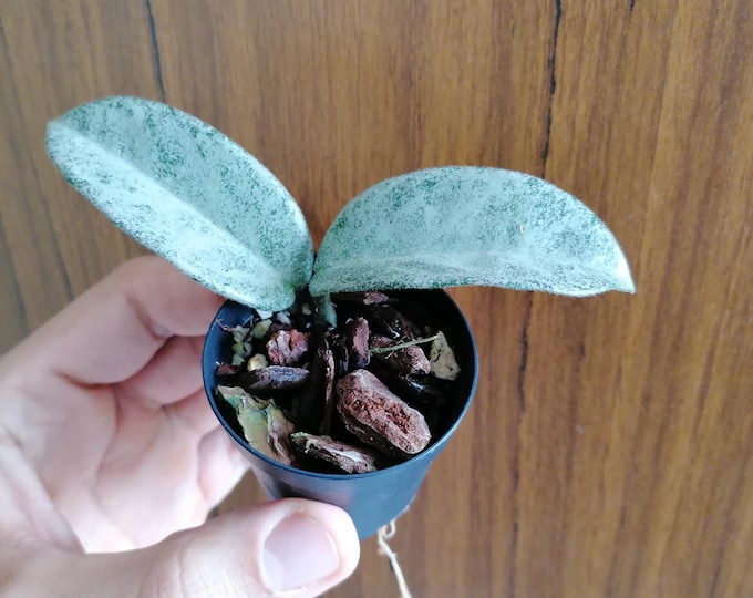 Hoya Carnosa Nova Ghost