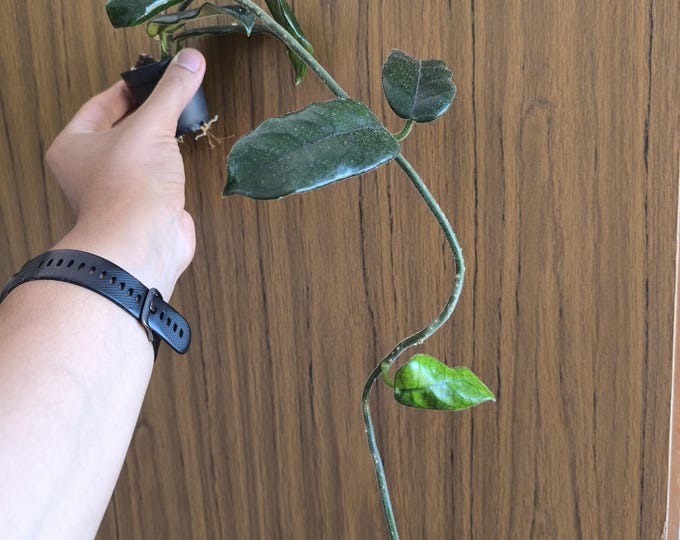 Hoya Villose Globulosa