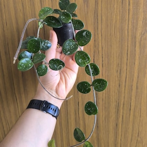 Può includere: Una piccola pianta da interno verde e bianca variegata con foglie rotonde che cresce in un vaso nero. La pianta pende dal vaso.