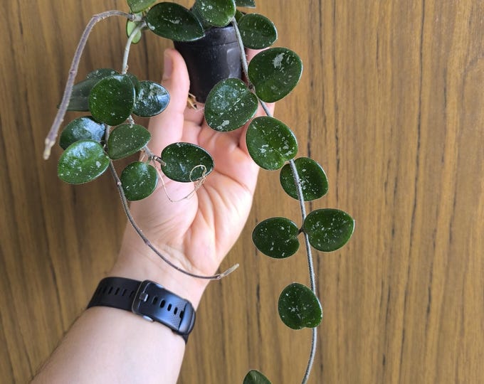 Hoya Mathilde Splash