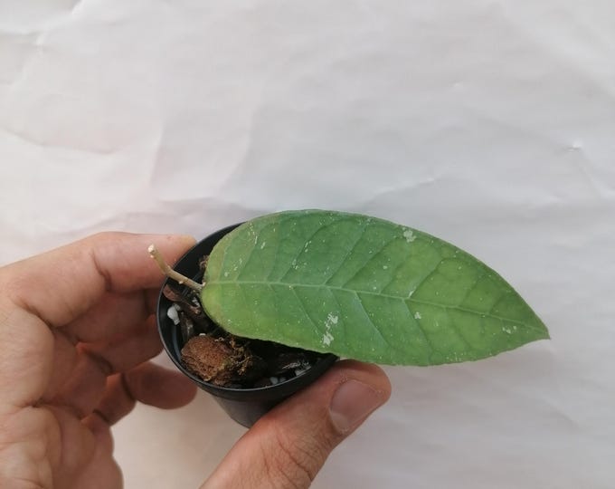 Hoya NAP04