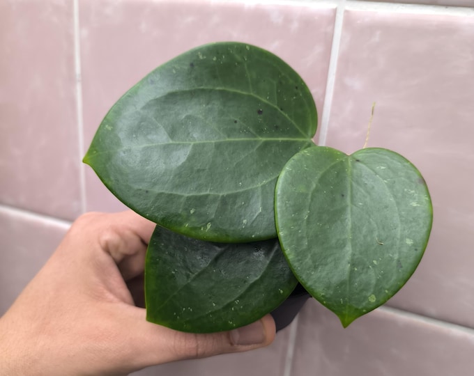 Hoya Subquintuplinervis