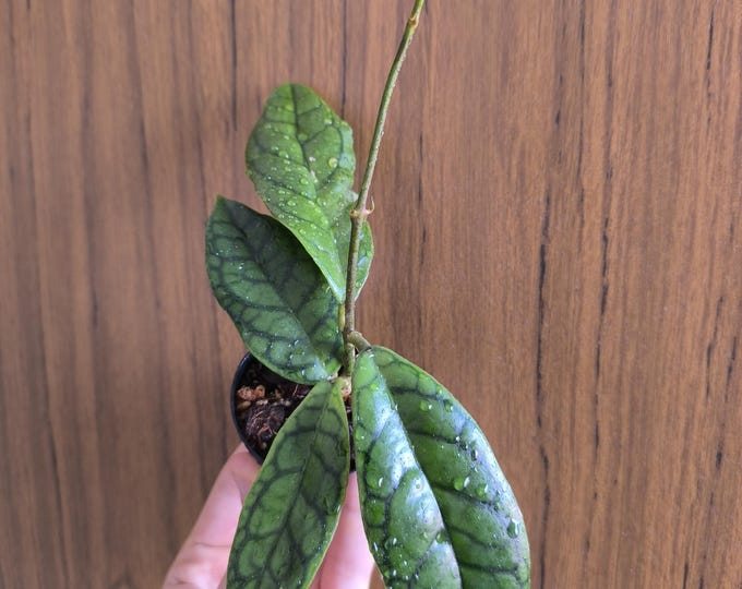 Hoya Callistophylla Nui