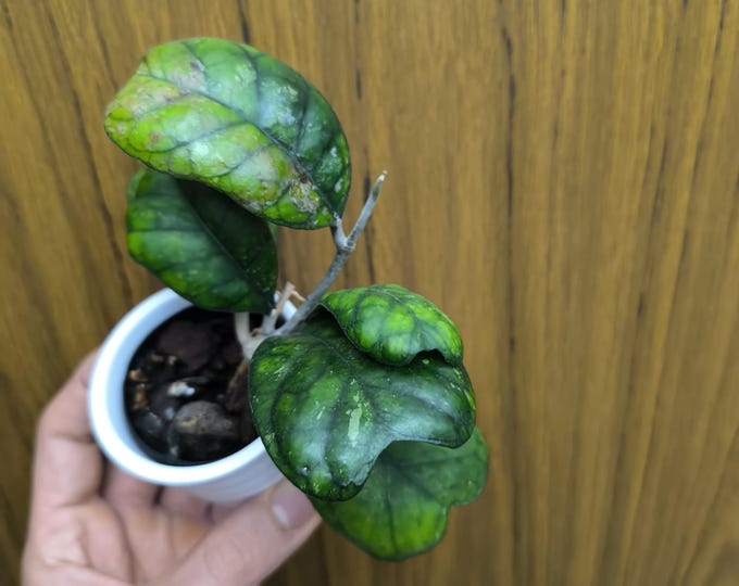 Hoya Deykei