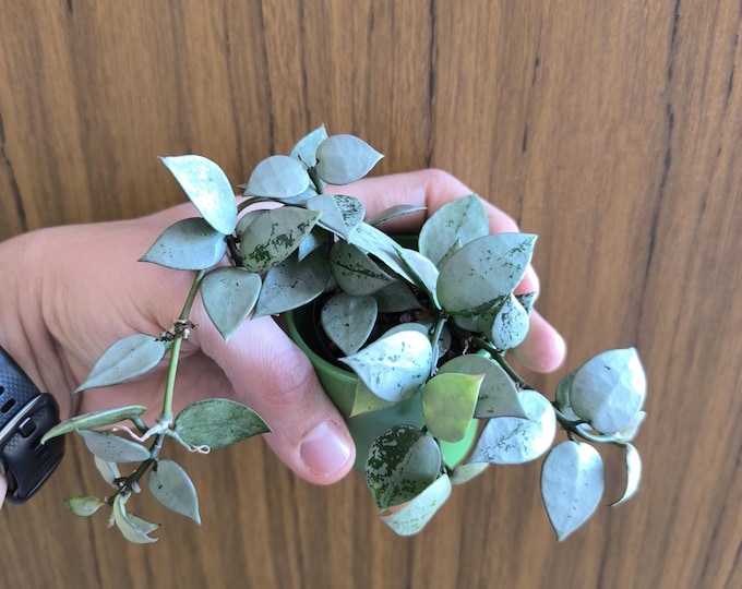 Hoya Silver Eskimo