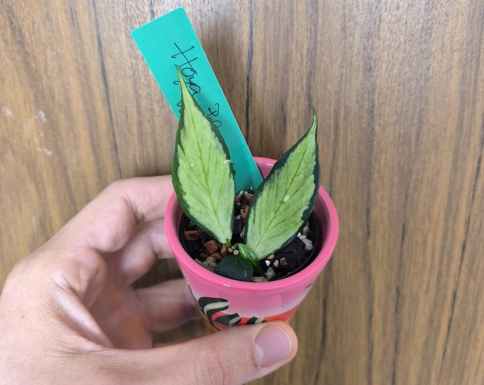 Hoya Polyneura Variegata