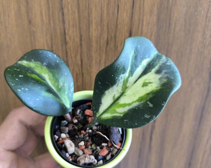 Hoya Obovata Variegata Splash