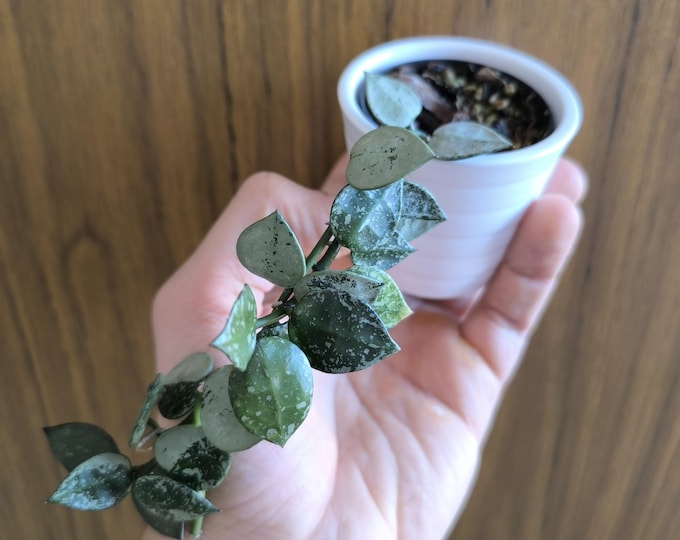 Hoya Eskimo Splash