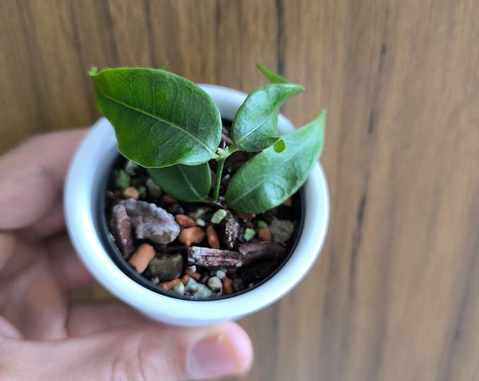 Hoya Medusa