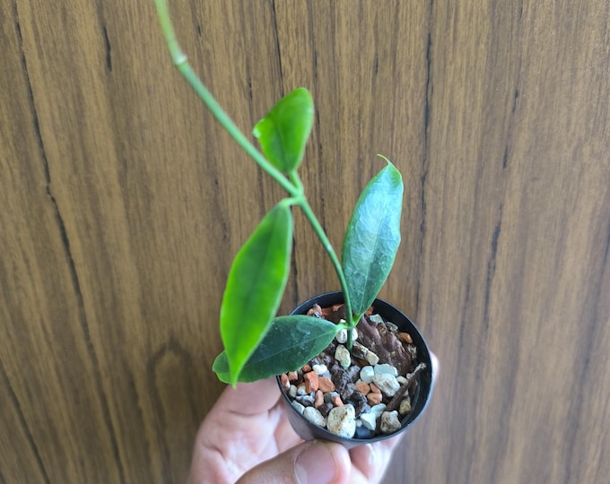 Hoya odorata