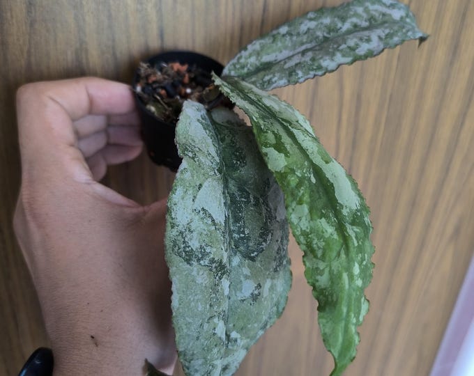 Hoya Undulata Silver