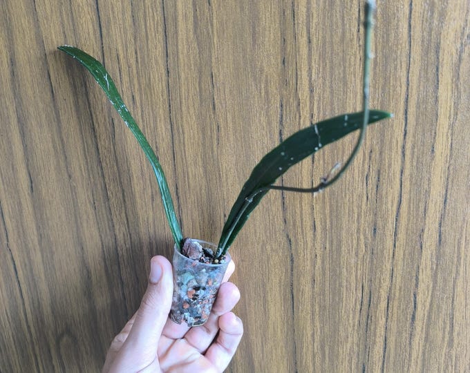 Hoya Sulawesiana