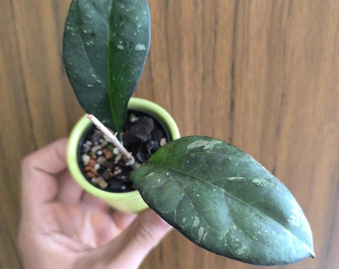 Hoya AH 41