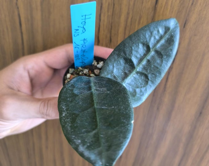 Hoya Piestolepis NS 16-002