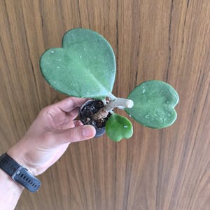 Hoya kerrii