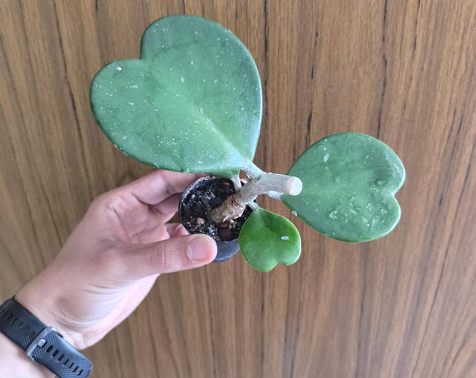 Hoya kerrii
