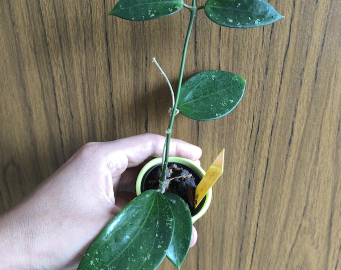 Hoya Potsii Splash