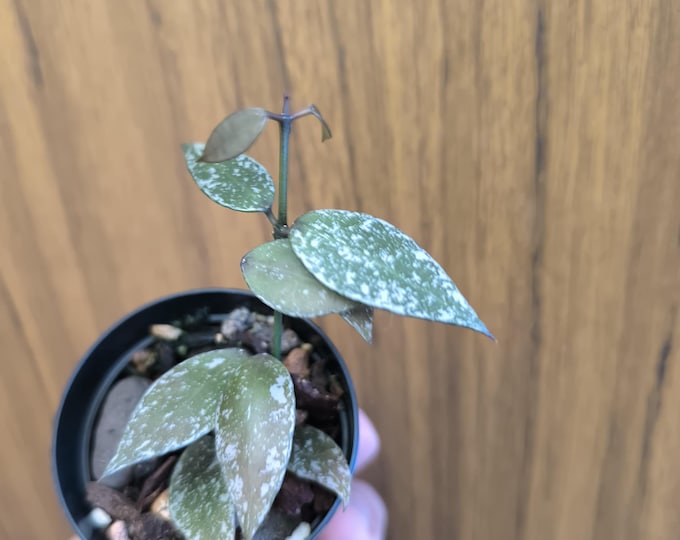 Hoya Lacunosa Red Leaf
