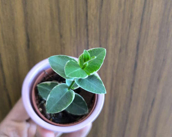 Hoya Cumingiana Albomarginata