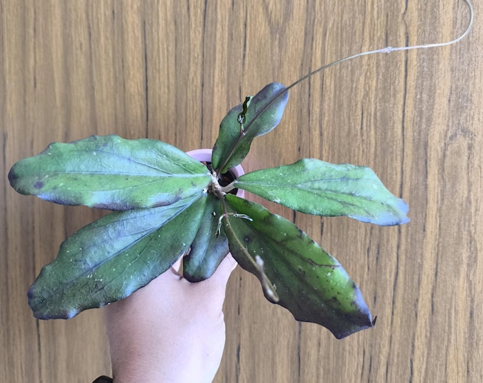 Hoya Erythrina