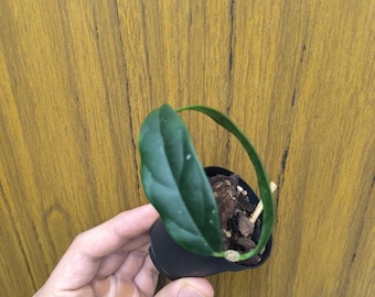 Hoya Danumensis