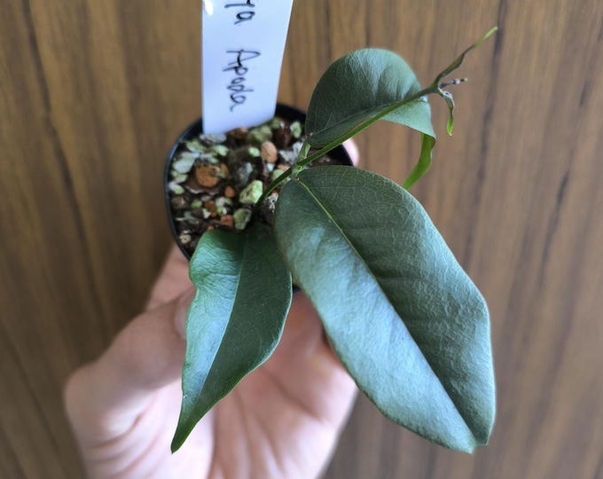 Hoya Apoda