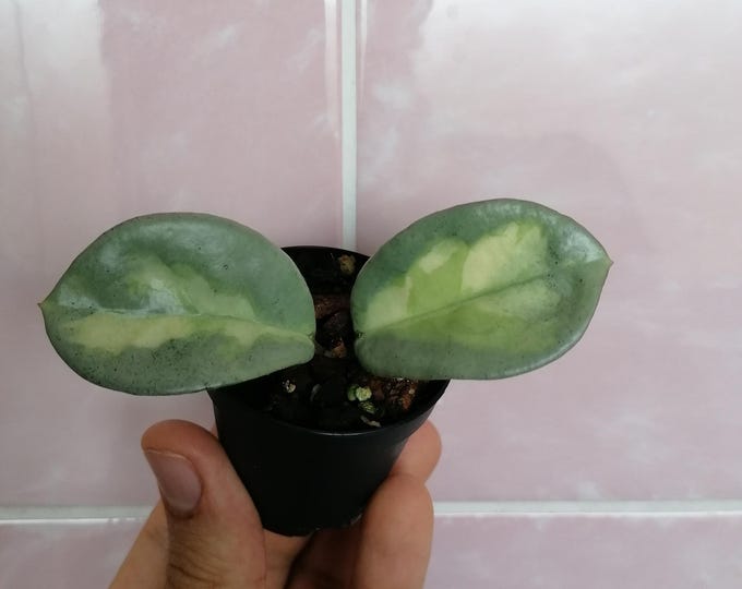 Hoya Carnosa Argentea Princess