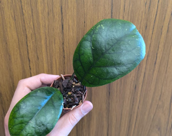 Hoya SP. Bengkulu 4
