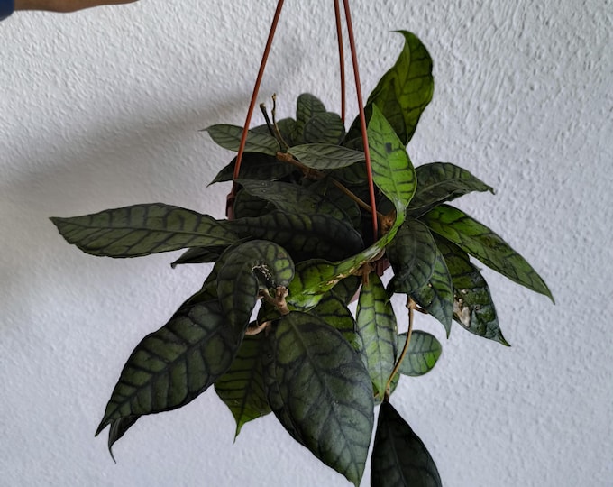 Hoya Callistophylla Long Leaf