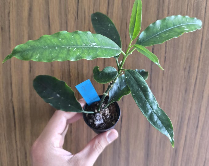 Hoya lockii