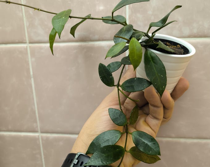Hoya Rebecca