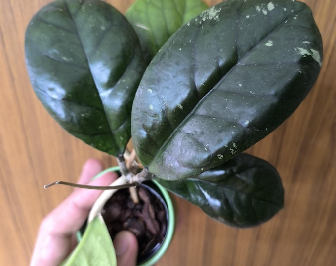 Hoya Deykeae Chicken Farm