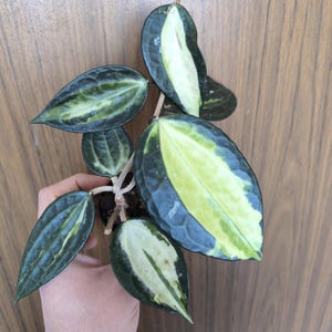 Hoya latifolia variegata Pentola d'oro