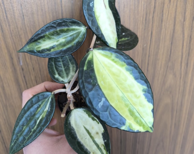 Hoya latifolia variegata Pot of Gold