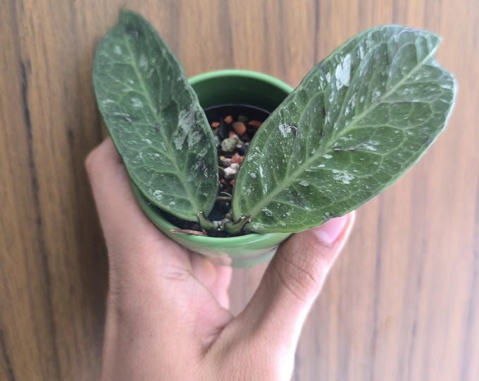 Hoya Kaikoeana