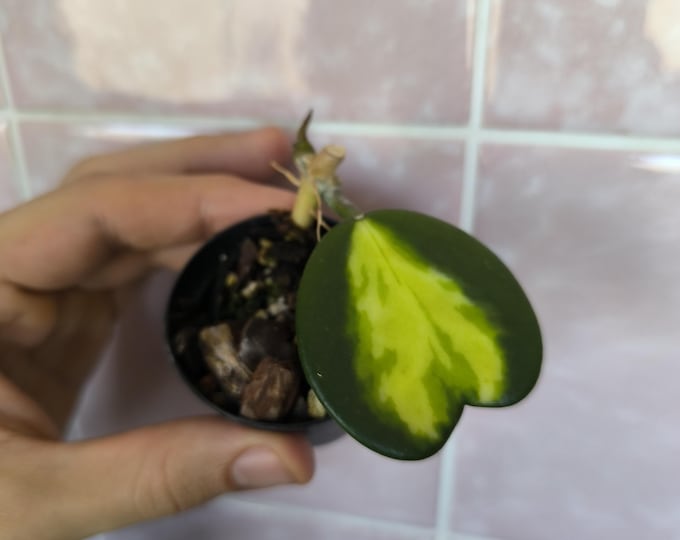 Hoya kerrii New Moon
