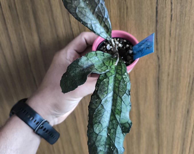 Hoya Clemensiorum Sumatra