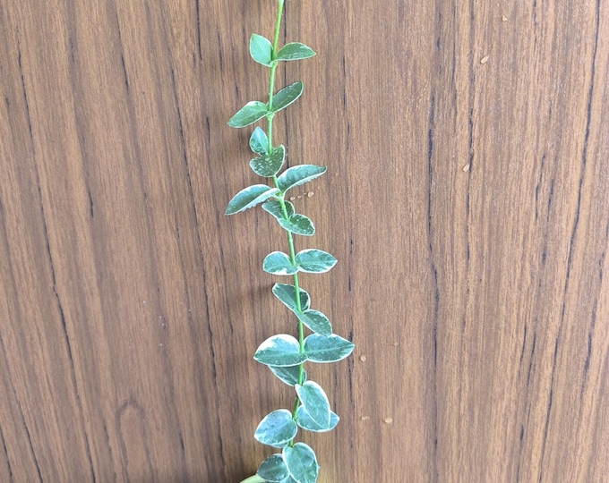 Hoya Cumingiana Albomarginata