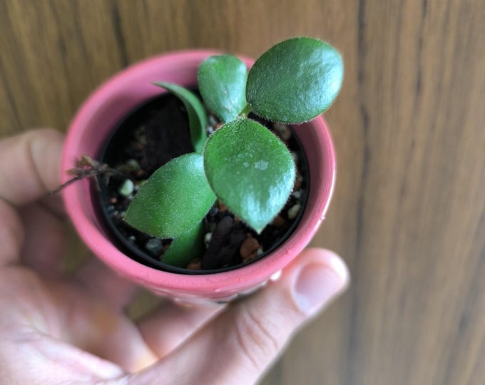 Hoya Aeschynanthoides