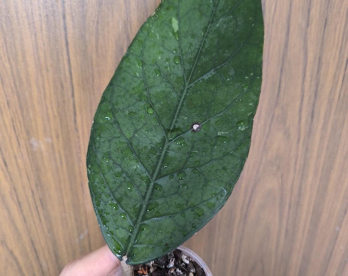 Hoya Sp. Aceh Broutofolia Big Leaf