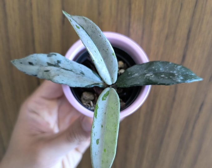 Hoya Carnosa Wilbur Graves China