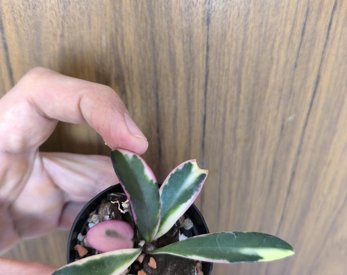 Hoya kentiana lori lyn Albomarginata