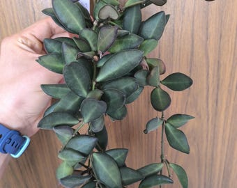 Hoya bilobata