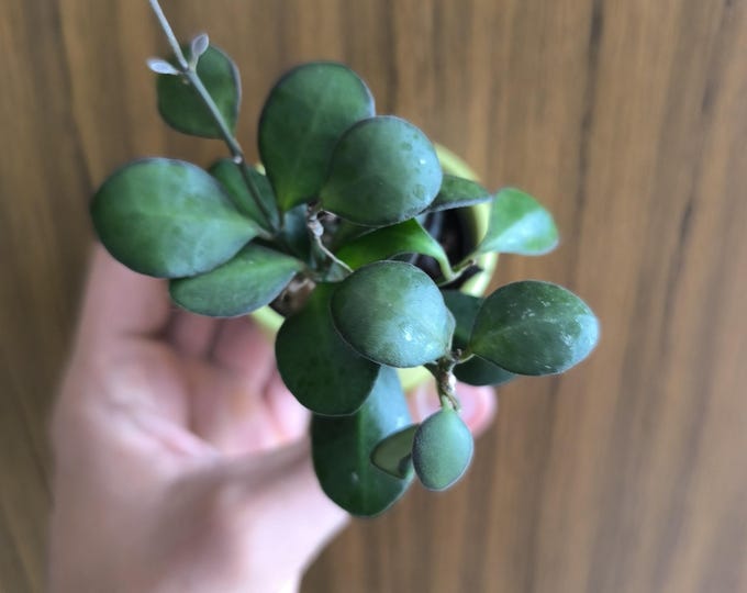 Hoya Panchoi IML-0249