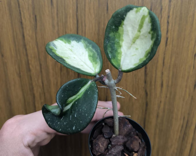 Hoya Obovata Variegata Splash