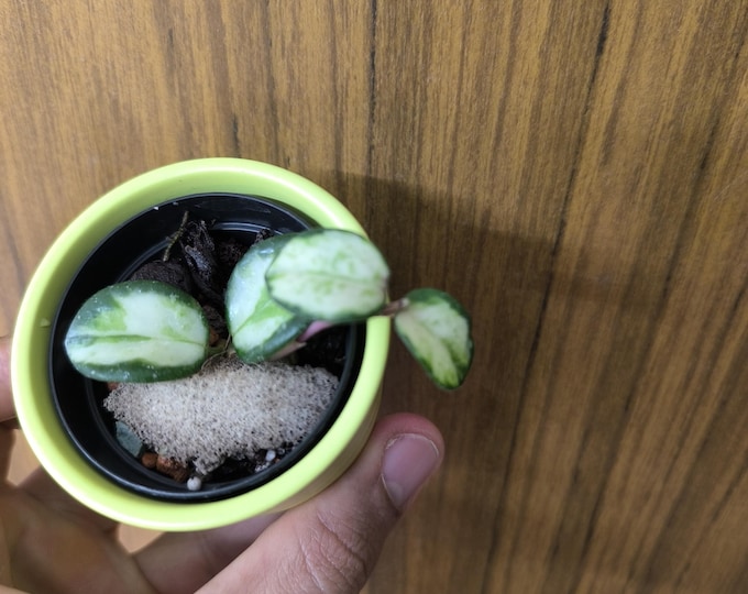 Hoya Mathilde Variegata