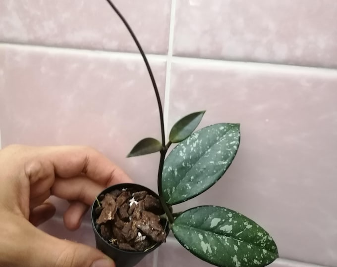 Hoya carnosa wilbur Graves