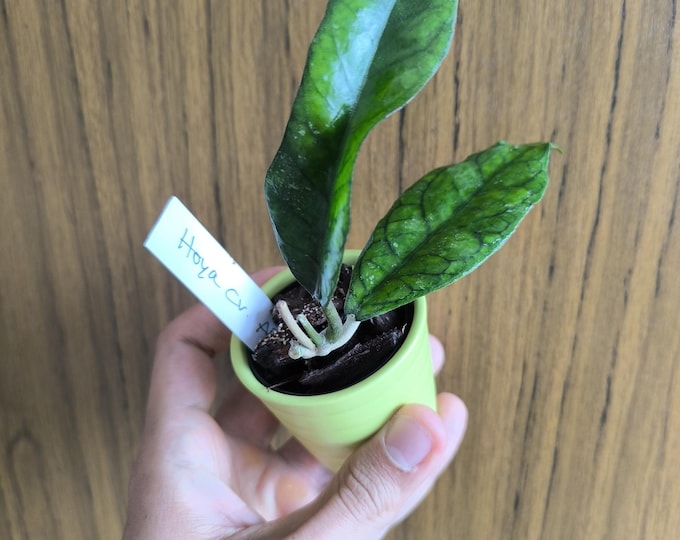Hoya CV. Alyona