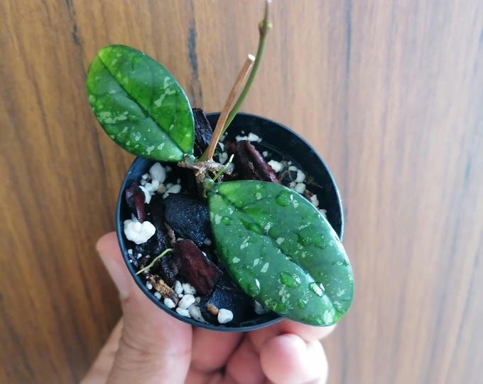 Hoya Crassipetiolata Splash from Vietnam